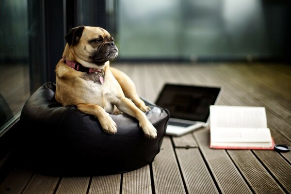 Photos where dogs sit at the dog handler