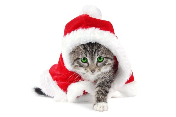 Chaton de Noël avec des yeux verts