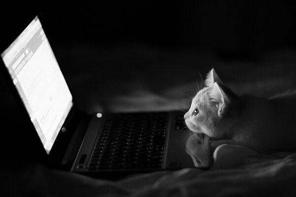 O gato que olha para o laptop