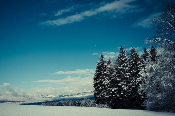 Paesaggio neve cielo e alberi