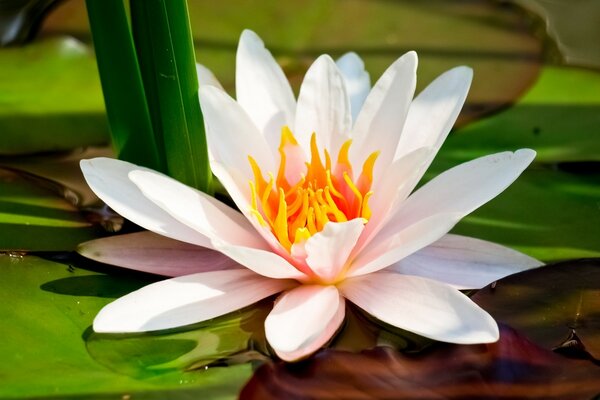 Flor de loto con hojas en el agua