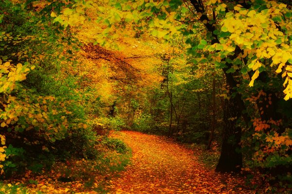 Autumn maple trees drop yellow leaves