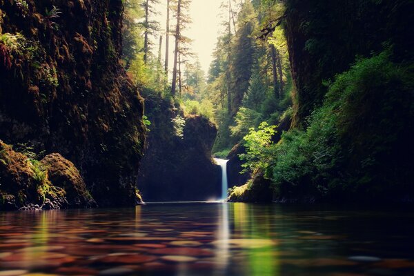 Klares Wasser im Waldfluss