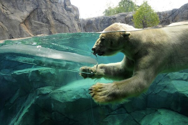 Белый мишка плавает в воде