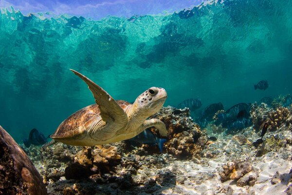 Sea turtle and coral reefs of the underwater world