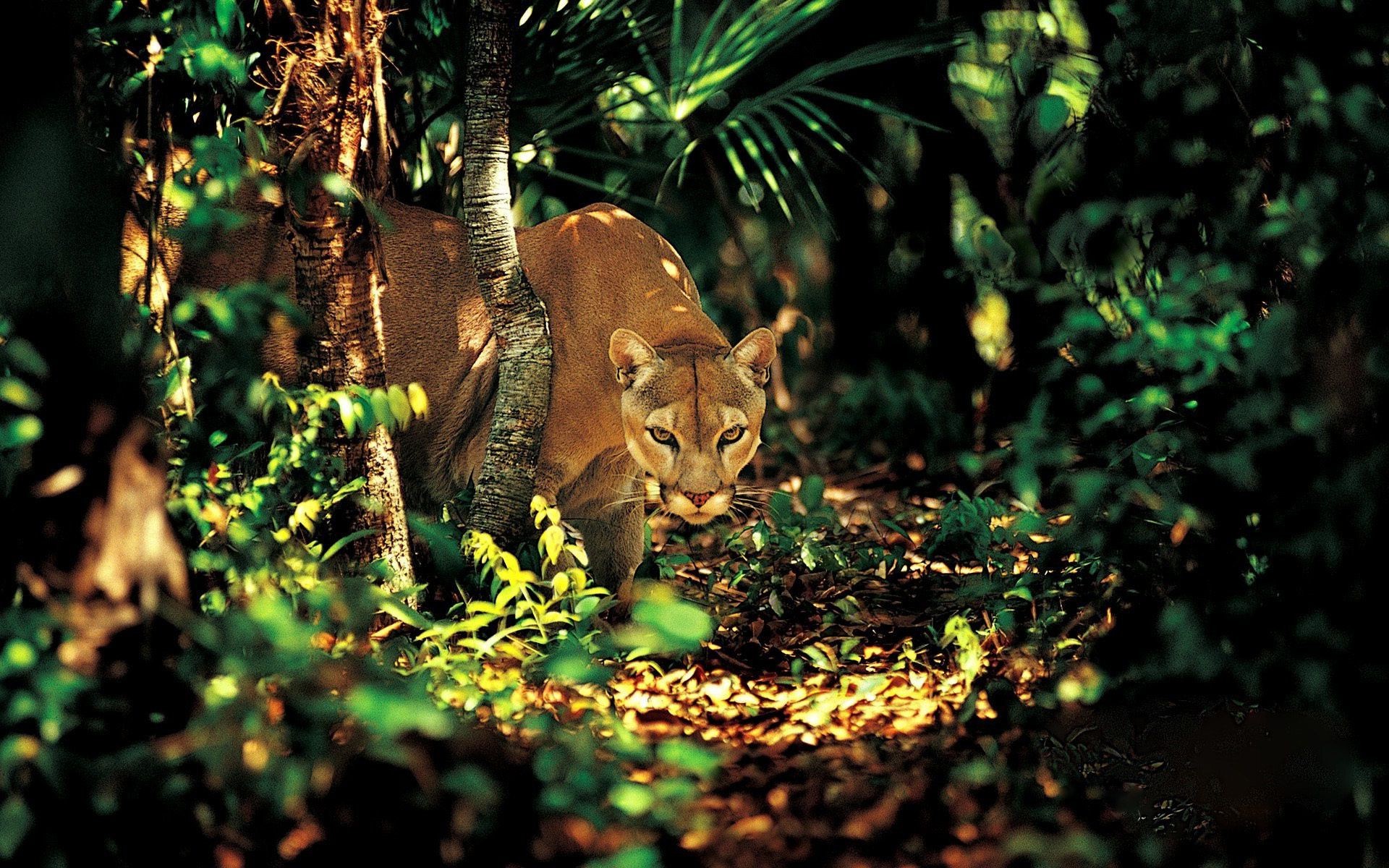 животные древесины кошка млекопитающее природа дикой природы дерево на открытом воздухе лист один животное дикий джунгли зоопарк парк лев