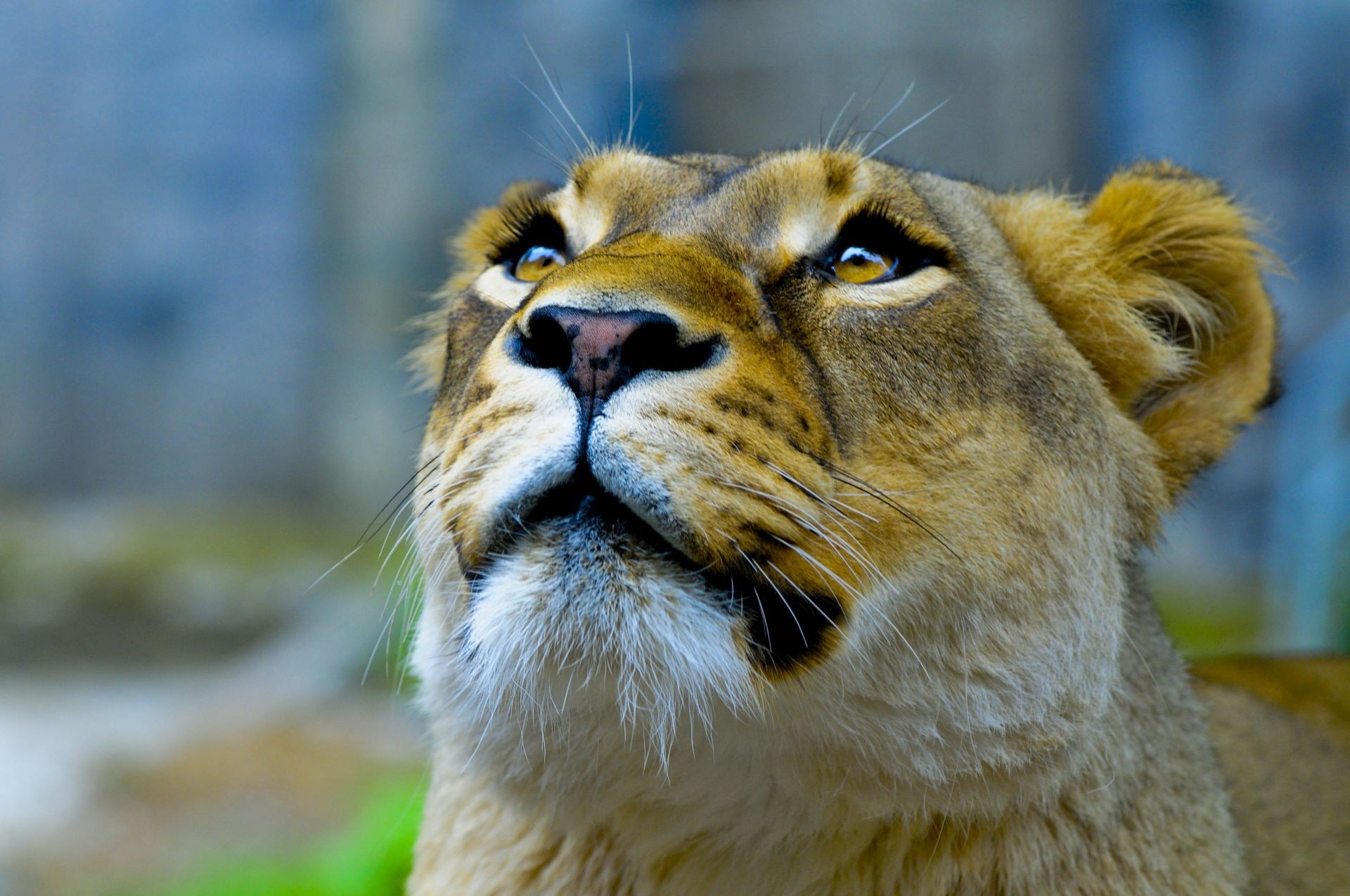 львы млекопитающее кошка дикой природы животное зоопарк лев природа портрет мех дикий хищник глаз