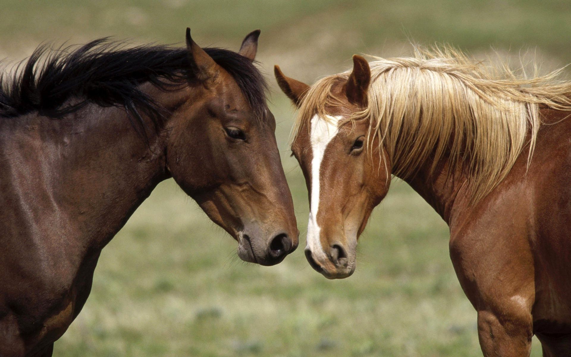 horses mare horse cavalry mammal mane stallion animal equine equestrian farm grass hayfield field pasture pony portrait chestnut thoroughbred foal