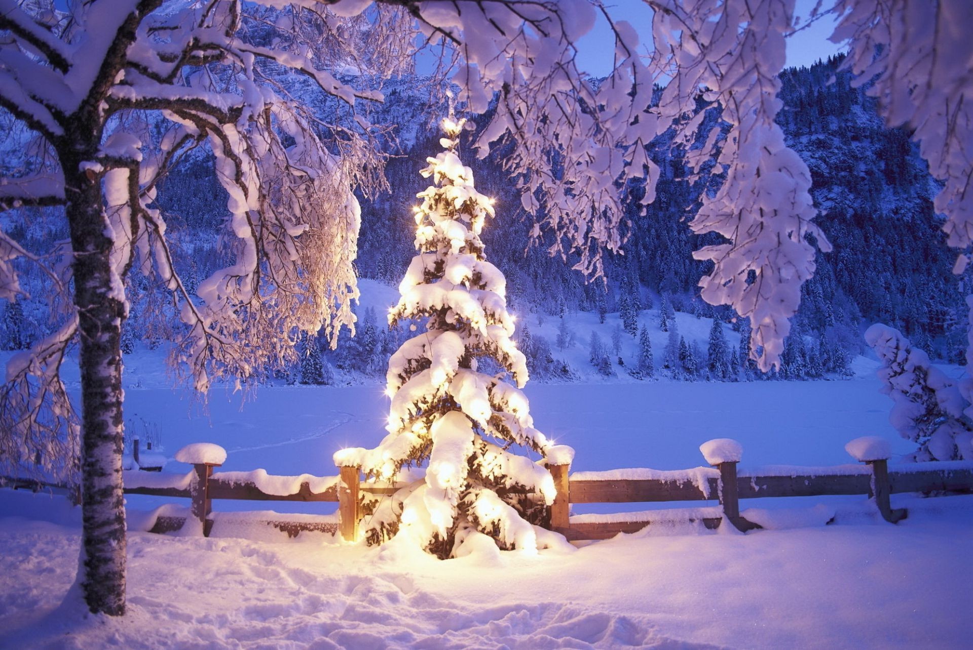 nouvel an neige hiver froid gel arbre noël congelé bois glace saison neige-blanc paysage lumière scénique météo sapin