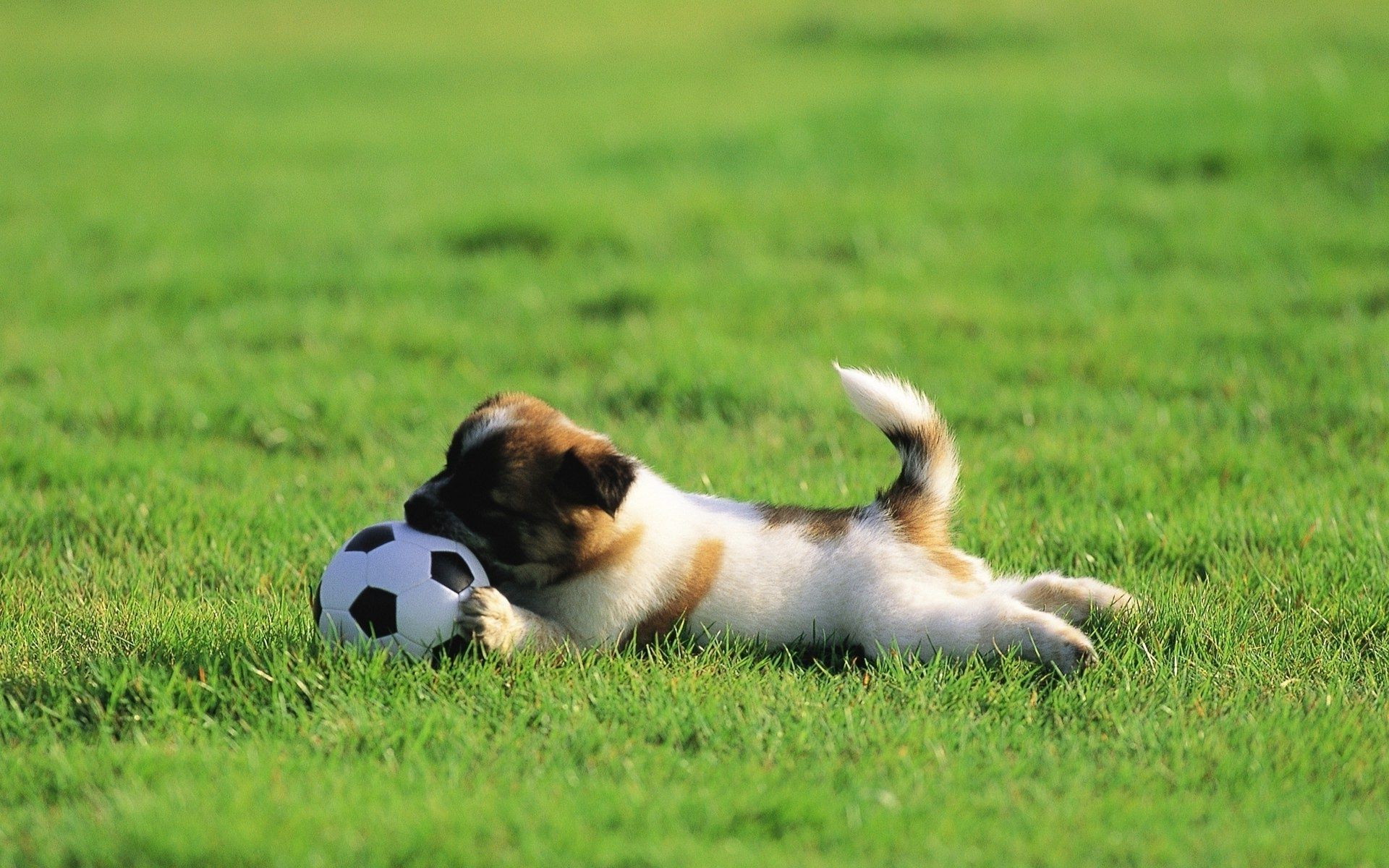 cani erba cane animale campo mammifero animale domestico fieno canino carino cucciolo razza purosangue giovane ritratto