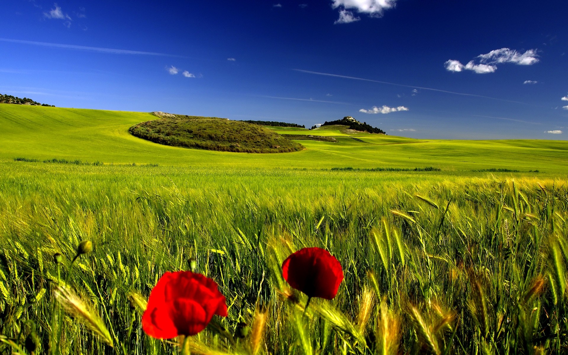 landschaft feld ländlichen weide bauernhof gras weizen heuhaufen landwirtschaft landschaft landschaft land natur sommer ernte sonne ackerland himmel flocken wachstum weiden grüne erde grüne welt blauer himmel komplex