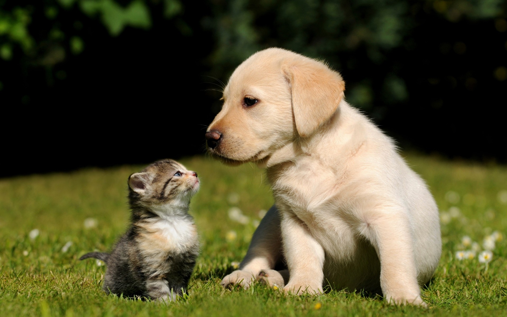 cats dog cute mammal pet puppy grass canine animal little retriever breed baby pedigree adorable purebred domestic young portrait looking labrador kitty friendship mood