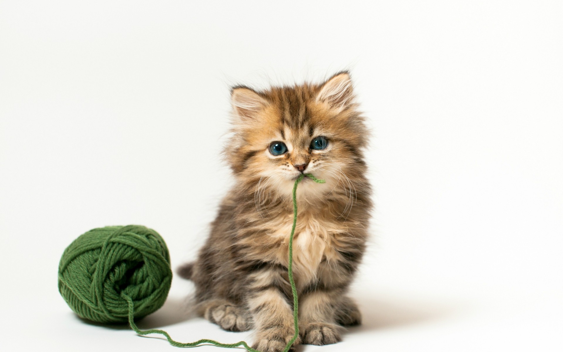 katze katze niedlich kätzchen haustier fell tier inländische jung lustig auge sitzen flaumig wenig säugetier studio vorschau babykatze kitty kleines kätzchen hintergrund