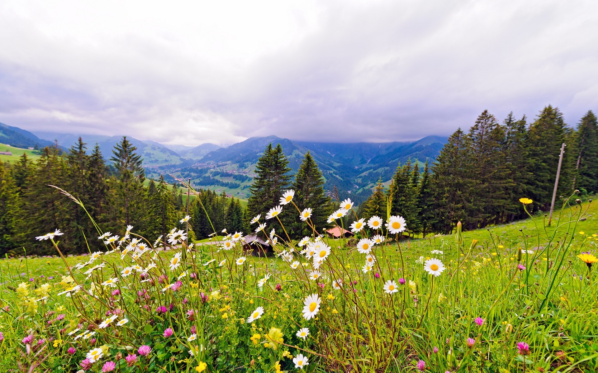 paesaggio paesaggio natura fieno estate montagna all aperto erba fiore pascolo cielo rurale scenico campo legno bel tempo albero campagna ambiente collina primavera piante primavera paesaggio montagna