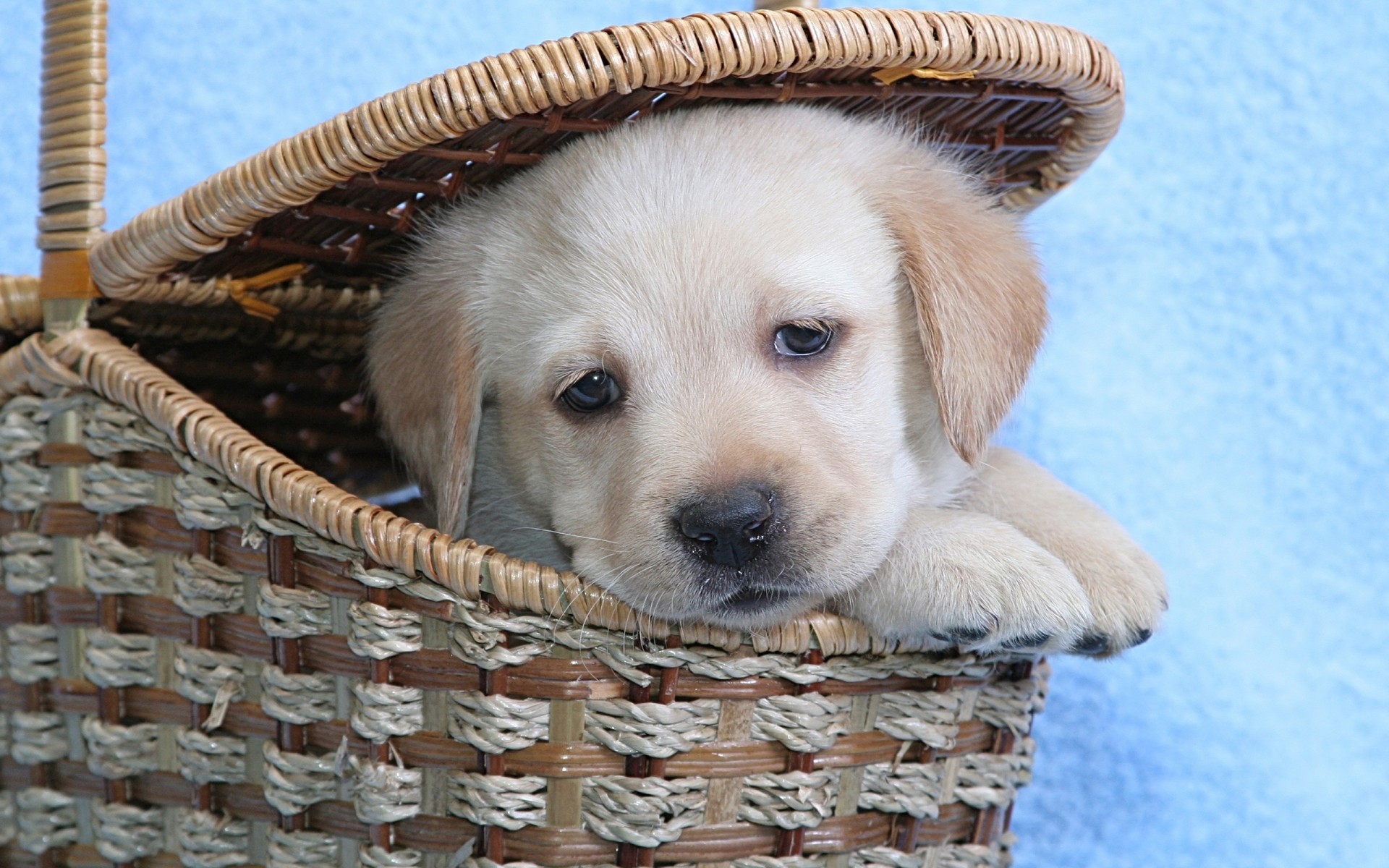 chien panier mignon chien animal de compagnie mammifère petit chiot cynologue osier fourrure domestique adorable animal studio portrait chien de bébé chien drôle