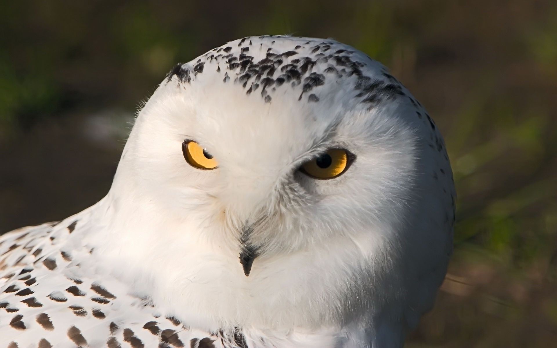 animaux oiseau raptor la faune hibou proie bec nature plume à l extérieur oeil animal aigle portrait prédateur avian fauconnerie sauvage chasseur lumière du jour