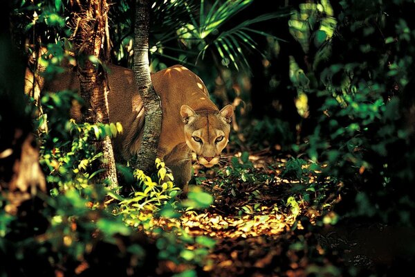 Gato selvagem na natureza nas árvores