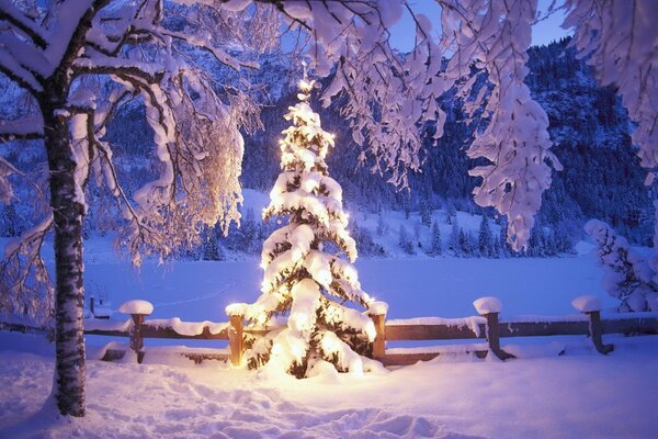 Snow beauty New Year mood