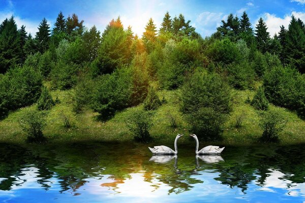 A pair of swans in the water against the background of thickets