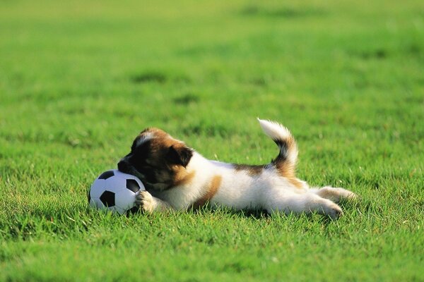 Ein Hund liegt mit einem Ball auf dem Rasen