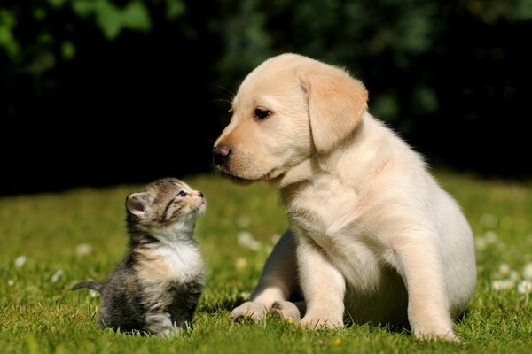 A kitten and a puppy in a green clearing