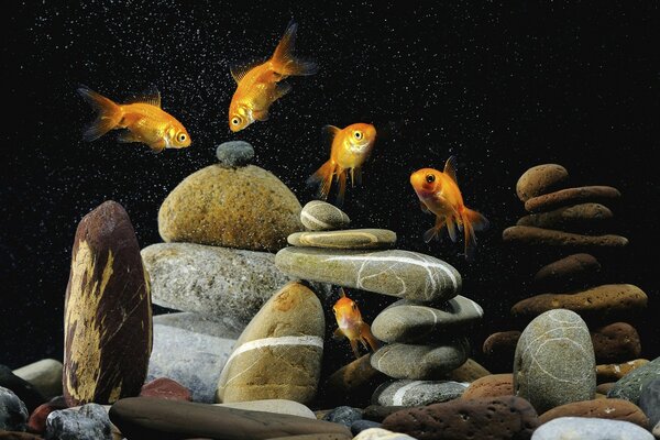 Goldfish on a rocky bottom