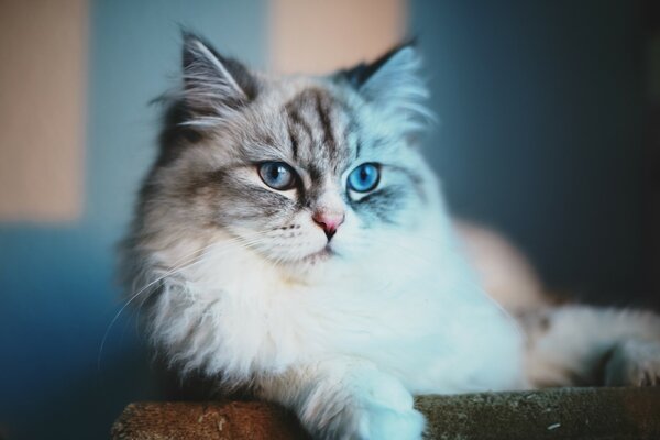 Retrato de um gato. Gato de olhos azuis