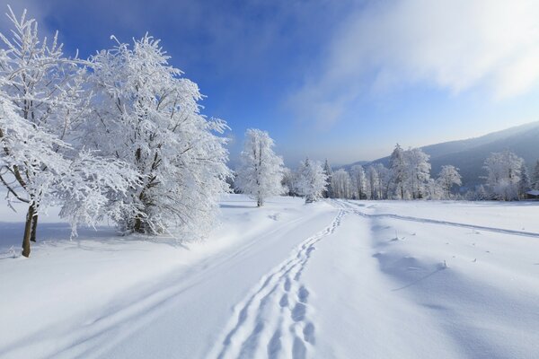 Cold snowy winter landscape