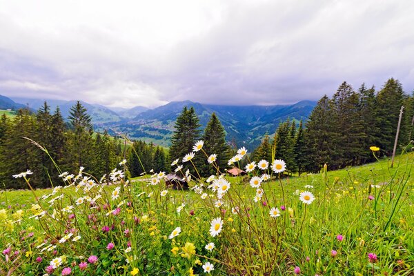 Nature dans le massif montagneux d été