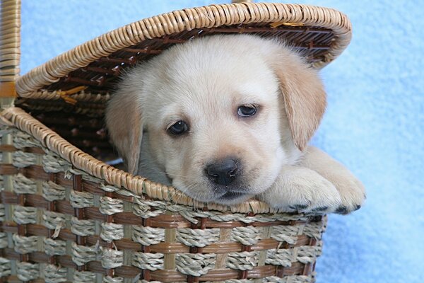 Chiot mignon assis dans le panier