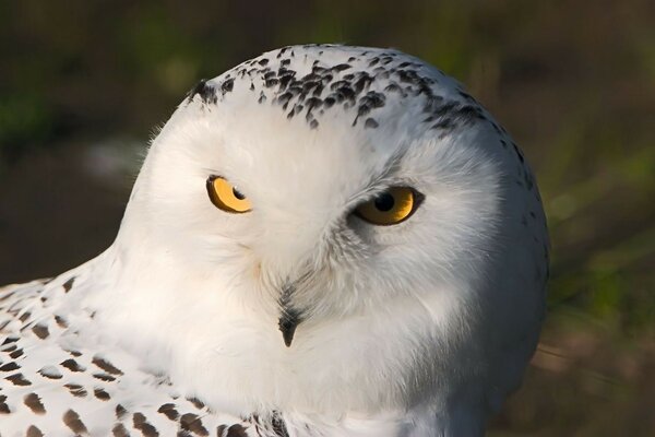 Oiseau hibou-décoration de la faune