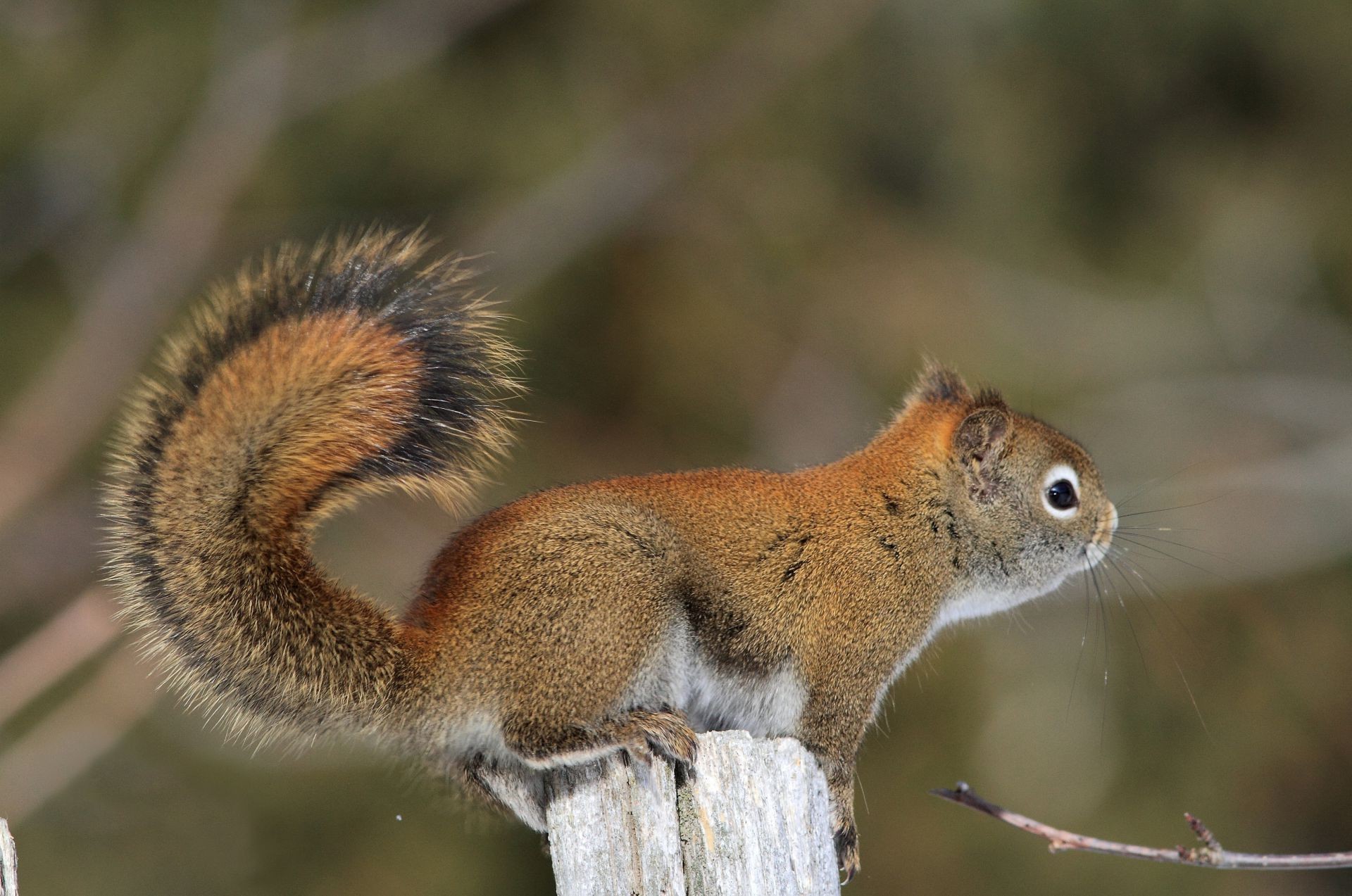 écureuil faune écureuil mammifère nature à l extérieur animal rongeur sauvage