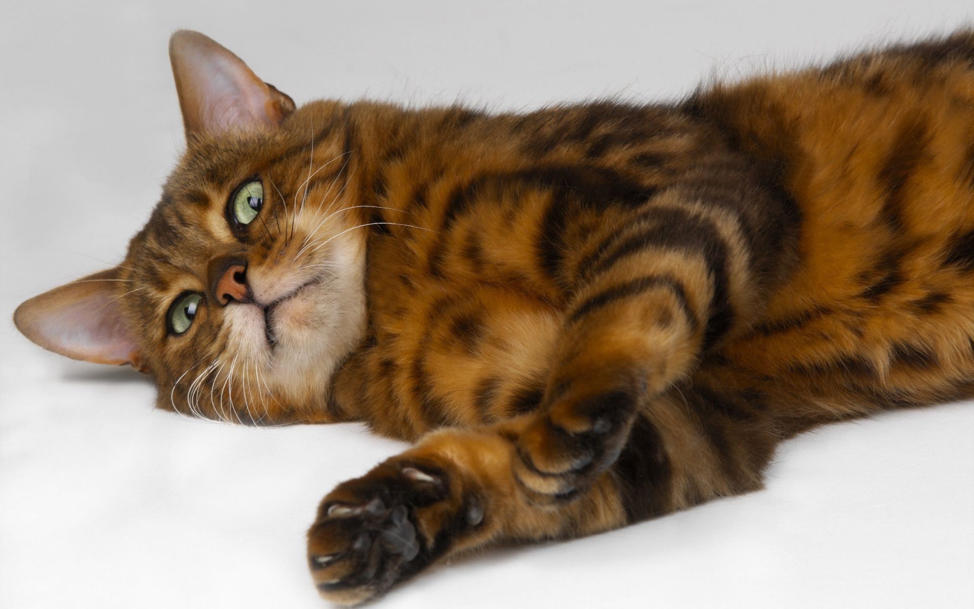 katze katze säugetier tier niedlich haustier fell kätzchen porträt auge inländische wenig flaumig kind schnurrbart ein