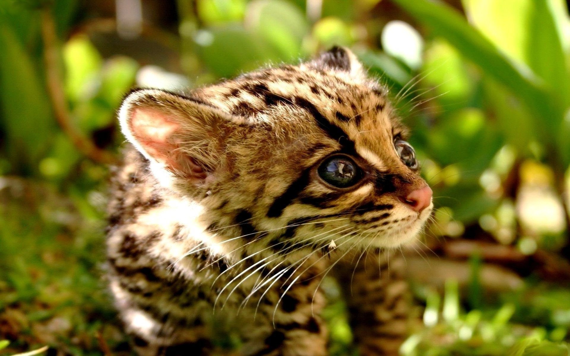 guepardos animal gato naturaleza lindo piel mamífero vida silvestre pequeño ojo salvaje retrato al aire libre zoológico carnívoro