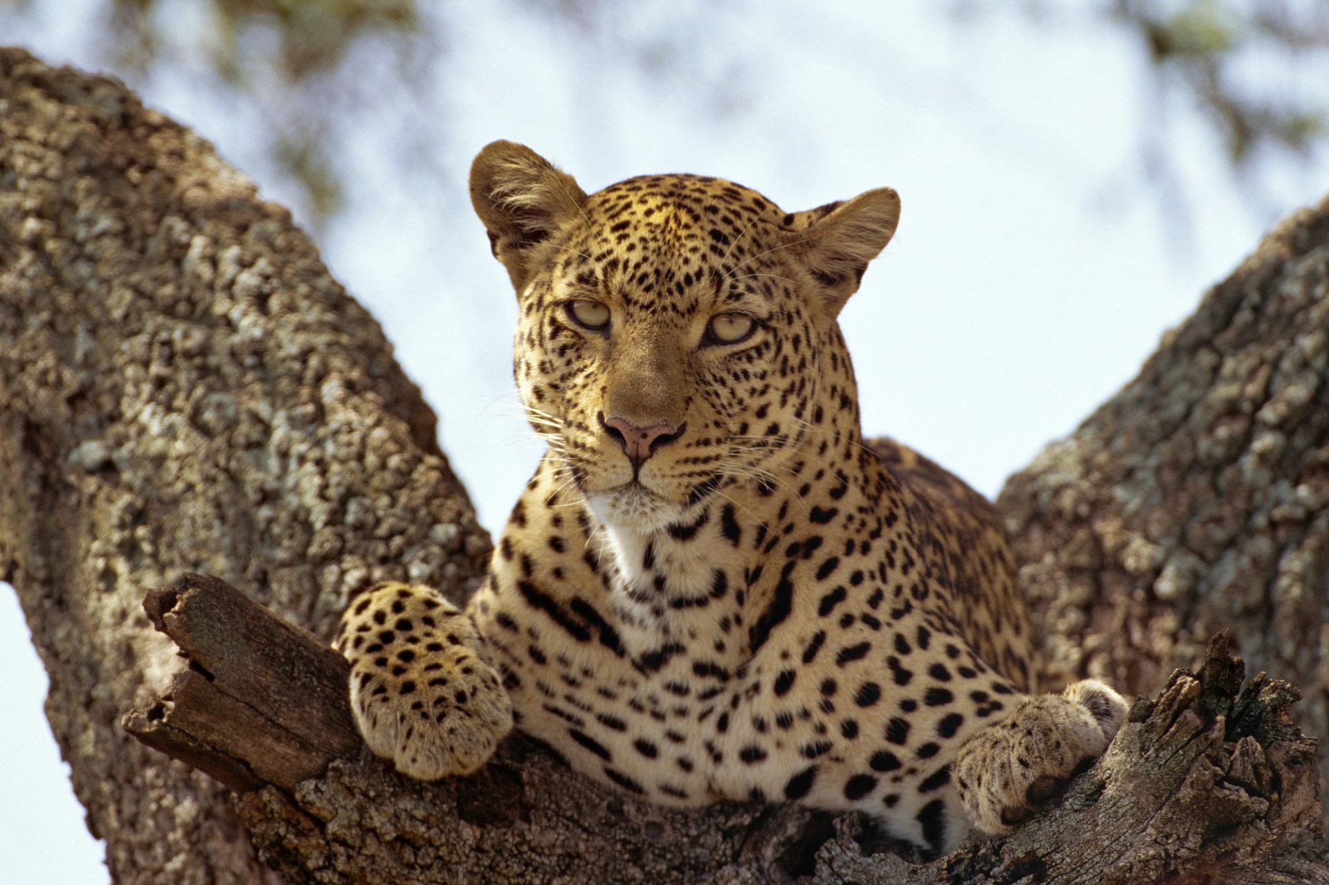 леопарды дикой природы природа млекопитающее кошка