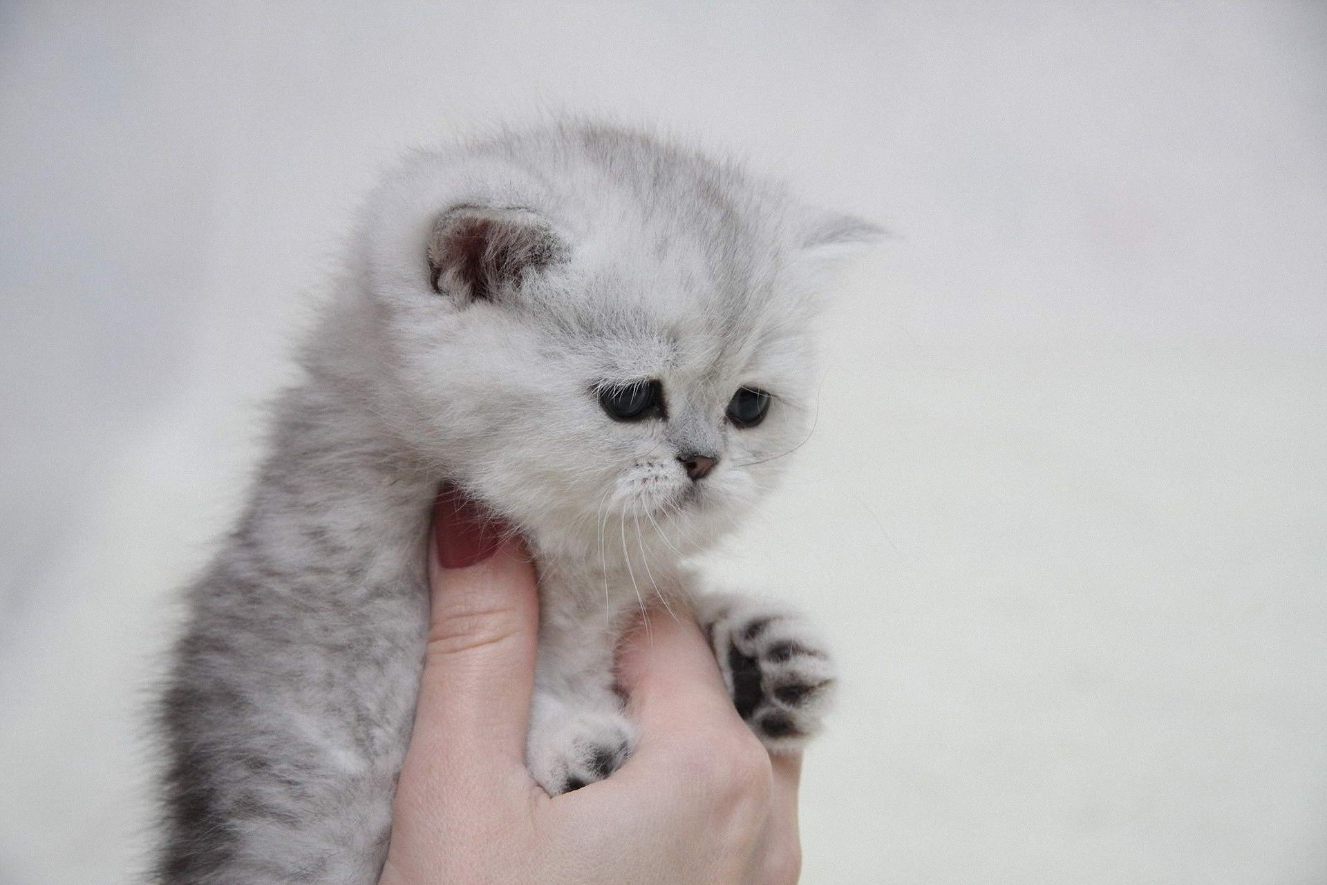 chat chat mammifère mignon chaton animal de compagnie animal portrait enfant peu fourrure oeil vers le bas unique