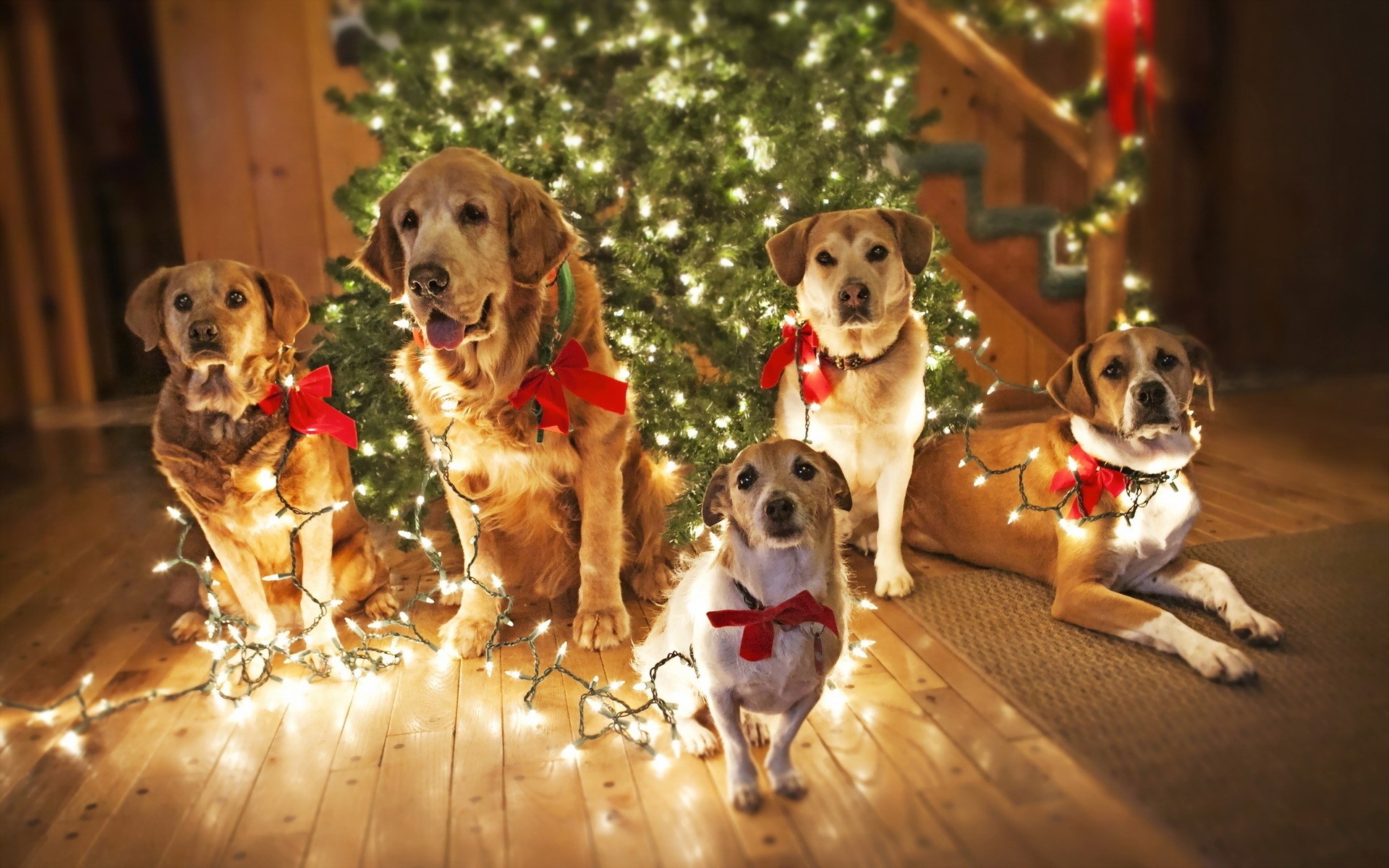 perros perro perro cachorro mascota lindo navidad retriever mamífero pequeño retrato juguete animal sentarse amistad divertido divertido golden retriever perros lindos fondo divertido luces de navidad