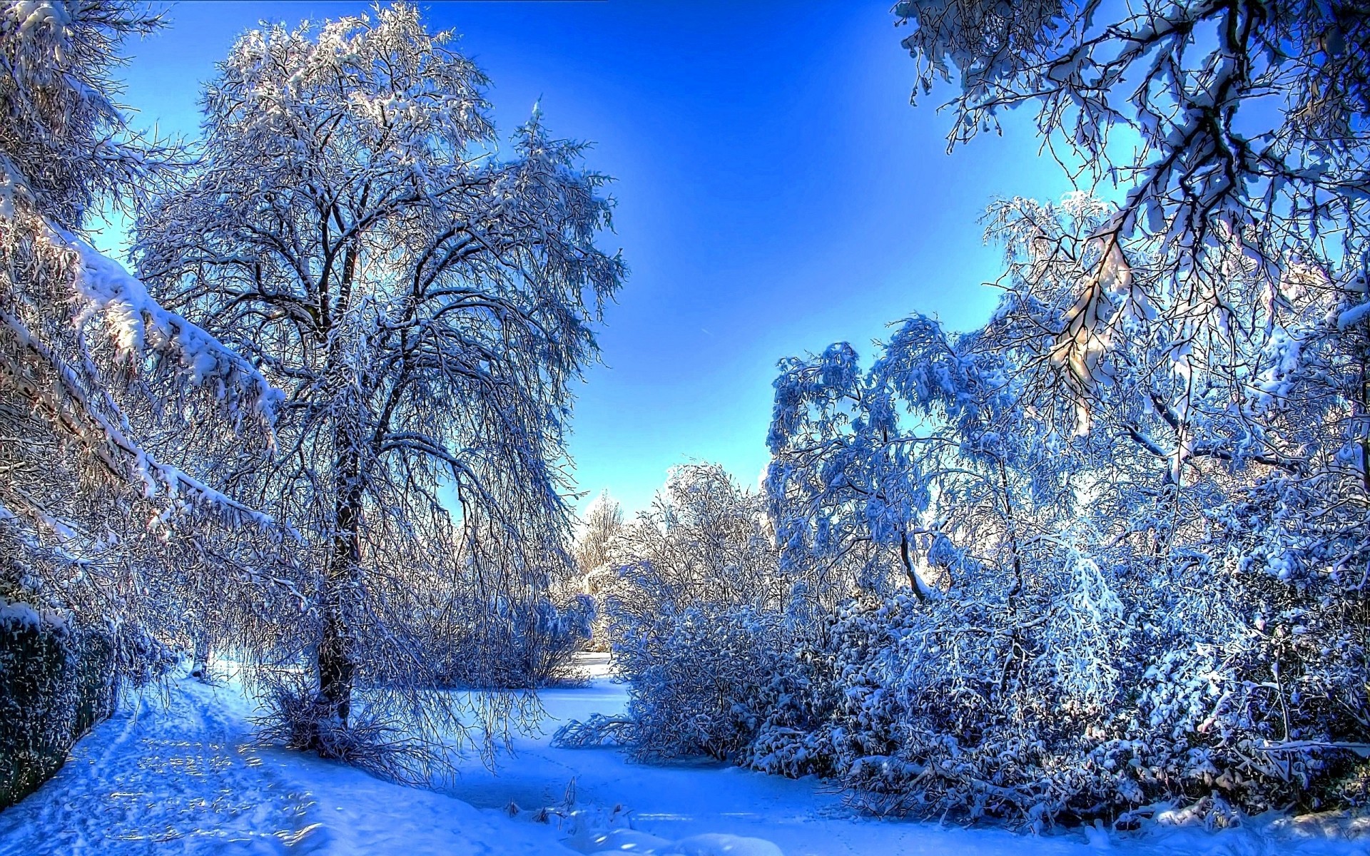 landscapes winter snow tree frost cold season landscape wood frozen nature branch scenic ice frosty scenery snow-white scene dawn weather icy background frozen trees