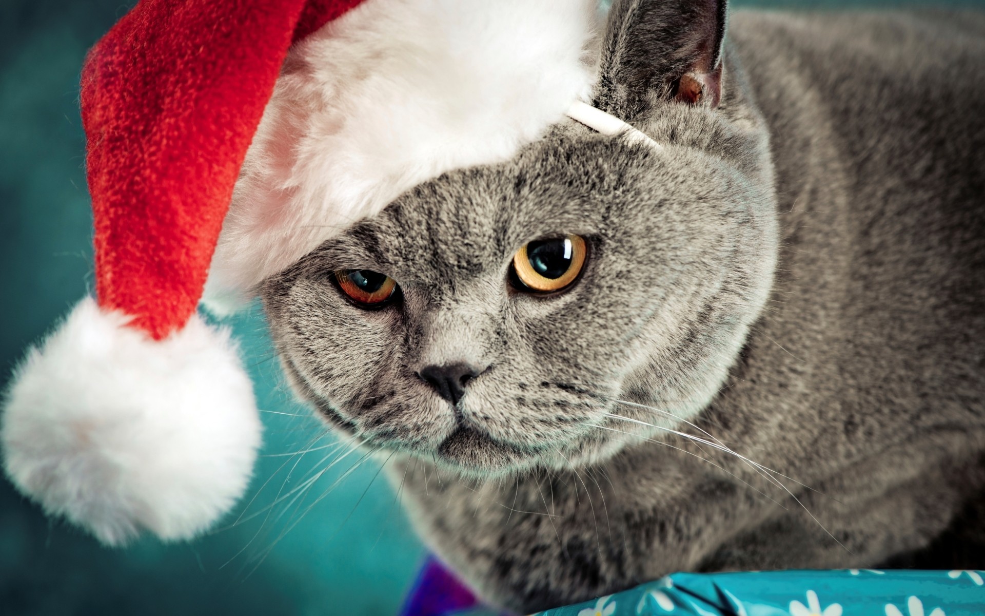 gato piel lindo animal abajo pequeño ojo retrato mascota divertido joven mamífero viendo doméstico gatos divertidos gato divertido gato de navidad fondo