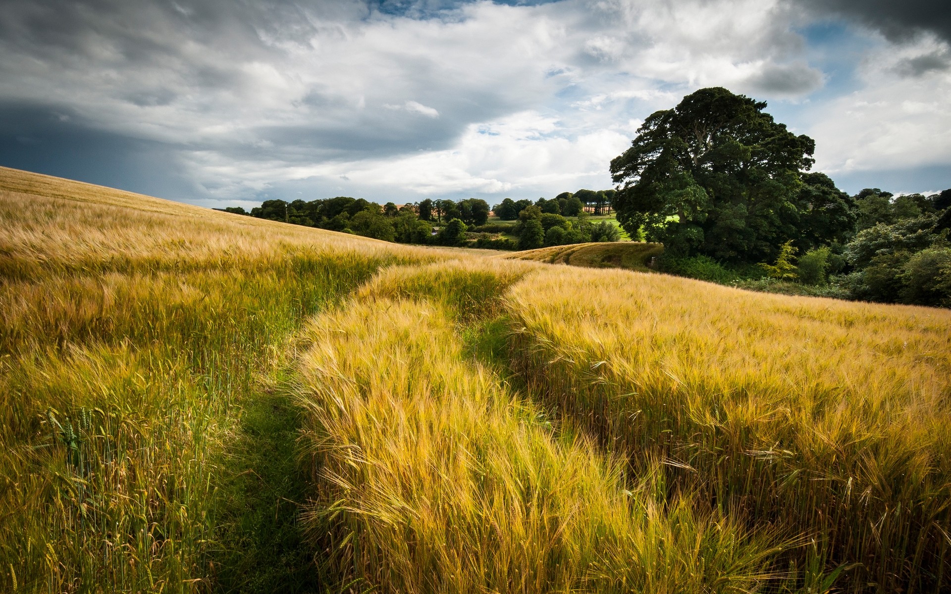 paysage paysage champ blé céréales rural ciel nature pâturage agriculture campagne ferme herbe récolte soleil à l extérieur pays maïs terres cultivées coucher de soleil arbres grain