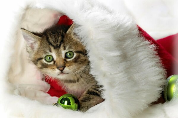 Cute little green-eyed kitten