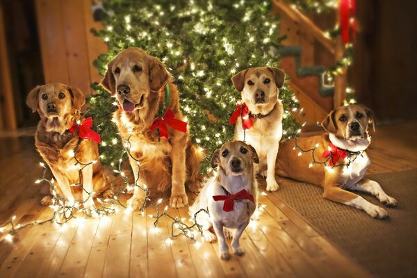 Noel ağacının yanında çelenkle sarılmış köpekler