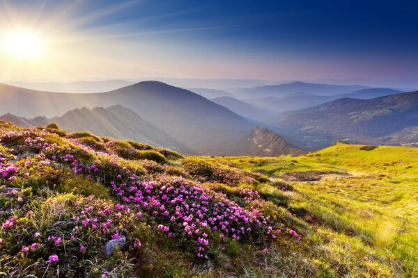 Mountain dawn on a lavender field