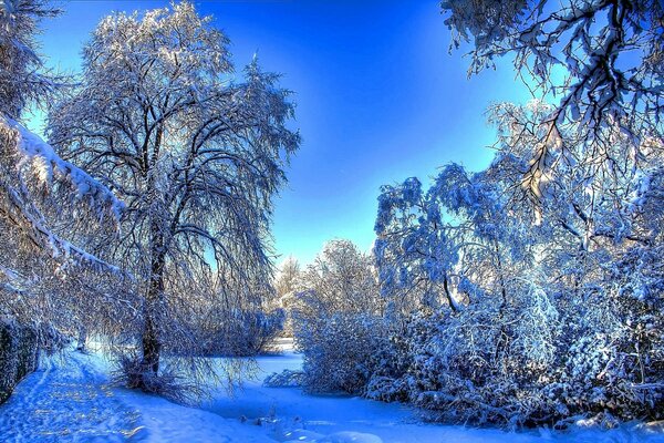 Forêt d hiver et ciel bleu