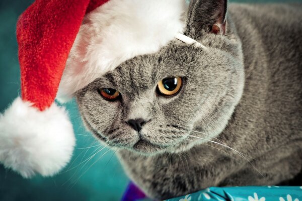 Dicke Katze in einer Weihnachtsmütze