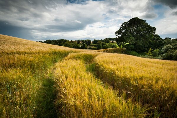 Landscape wheat field