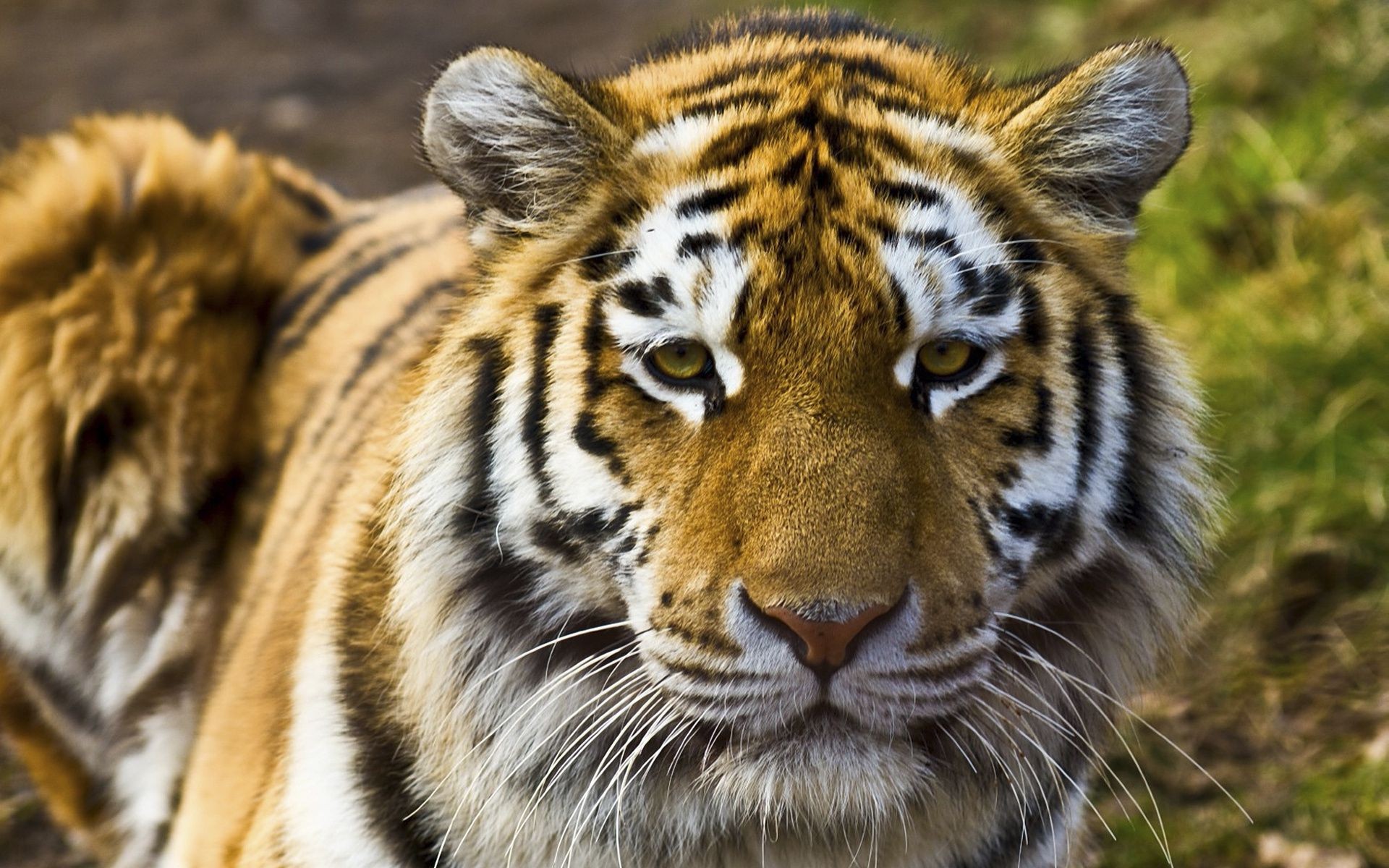 tigres vida silvestre animal gato tigre mamífero salvaje safari depredador zoológico selva piel cazador naturaleza carnívoro grande caza