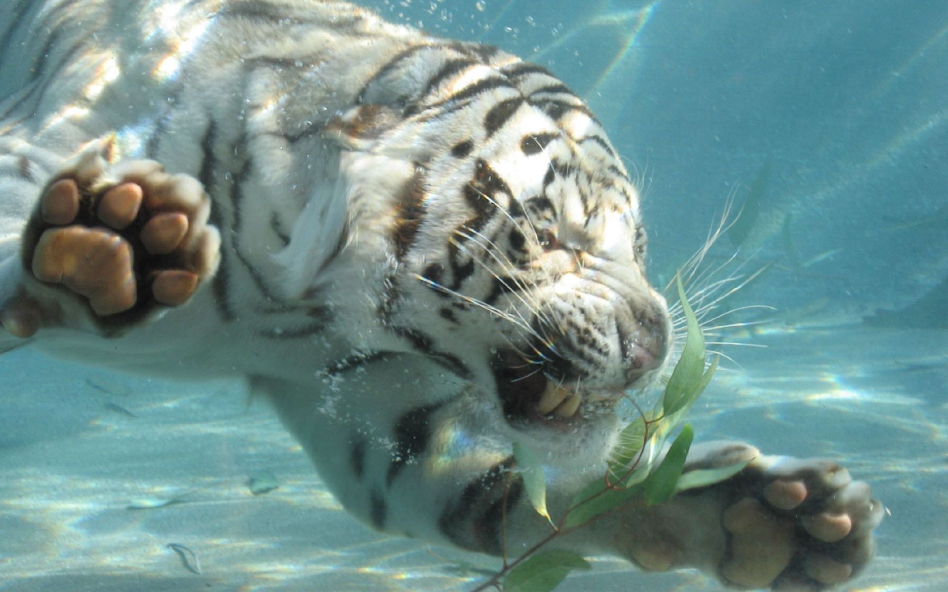 тигры подводный океан воды море природа плавание тропический морской дикой природы рыбы животное бирюза