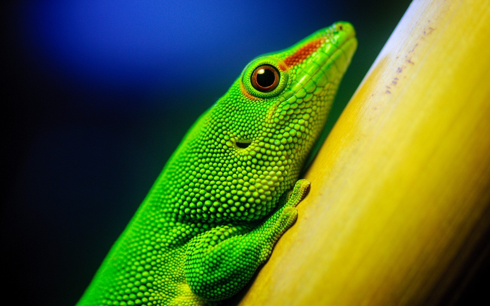 reptiles y ranas gazoo lagarto vida silvestre naturaleza uno