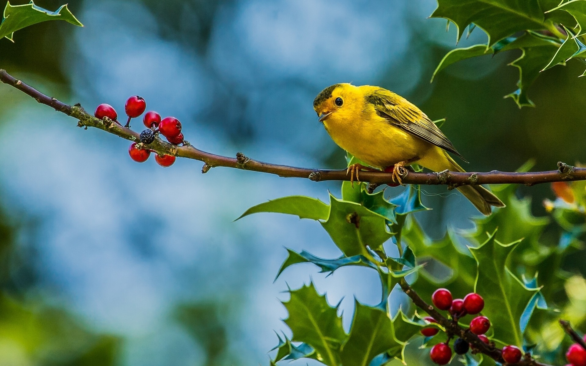 birds outdoors bird nature tree leaf wildlife little fruit branch cute bird branches background